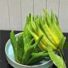 有点花漾抖音达人头像