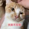 优势在我猫抖音达人头像