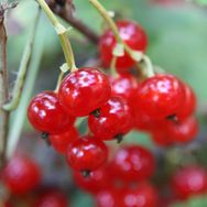 樱桃红🍒抖音达人头像
