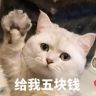 迷你猫张嘟嘟抖音达人头像