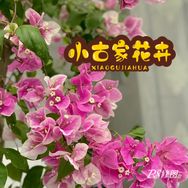 小古家花卉（三角梅）抖音达人头像