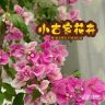 小古家花卉（三角梅）抖音达人头像
