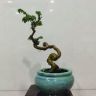 胡麻子盆景抖音达人头像