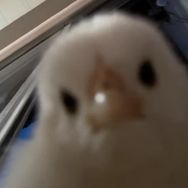 科普的勾勾哒抖音达人头像