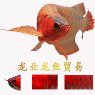 龙业龙鱼贸易（康少颖）抖音达人头像
