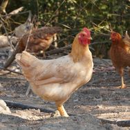 杨博士官方旗舰店甄选抖音号头像