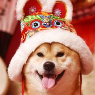 柴犬游小铁是个淘气包抖音达人头像