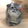 牛牛牛牛抖音达人头像