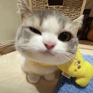 面团宝宝抖音达人头像