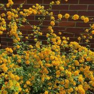 老孟家棣棠花抖音号头像