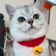 猫太吉是只喵抖音达人头像