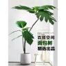 广东梅阁绿植花卉2抖音达人头像