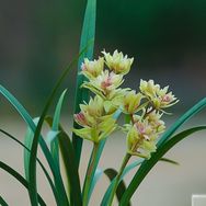 林老师的养花日志抖音号头像