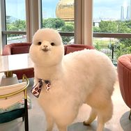 神兽大乔抖音达人头像
