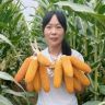 国农种业抖音达人头像