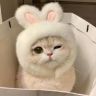 叶子猫猫宠猫阁抖音达人头像
