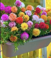 其繁花卉店抖音号头像