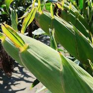 黄金穗农业厂家抖音号头像