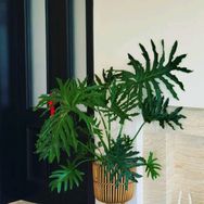 小美绿植花园抖音达人头像