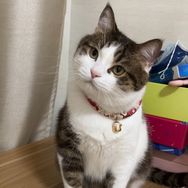小星星是只猫抖音达人头像
