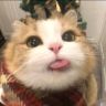 小火猫meme日记抖音达人头像
