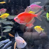 鱼必盛水族抖音达人头像