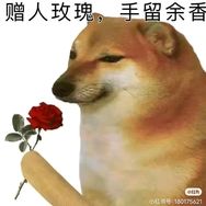 cheems小精豆抖音达人头像