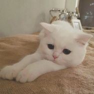 Ran抖音达人头像
