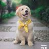 起错名的四毛抖音达人头像