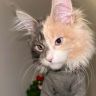 猫猫是困狗抖音达人头像