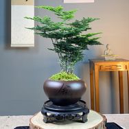 人间草木花卉抖音号头像