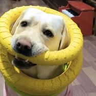 神犬思思抖音达人头像