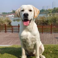 锅圈是拉布拉多抖音达人头像