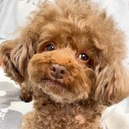 Coco和团子抖音达人头像