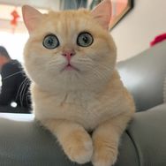 顽皮猫粮狗粮专场&小七的喵抖音达人头像