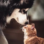 猫狗养护大葛老师抖音达人头像