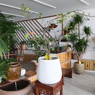 友圃园艺旗舰店抖音达人头像