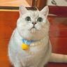 芬儿头是猫不是猪🐷抖音达人头像