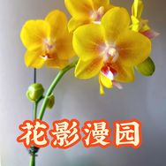 花影漫园抖音达人头像