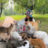 五月妈的猫猫部落抖音达人头像