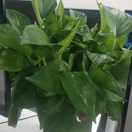 雨昊小菊抖音达人头像