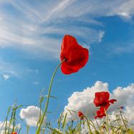 秀英俐酥现商贸行抖音号头像