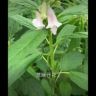 乡间阿坤识百草抖音达人头像
