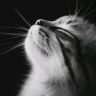 偷火星的猫抖音达人头像