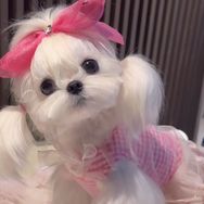 四只坏狗的善良主人抖音达人头像