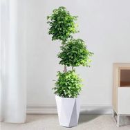 兄弟种植园云杉绿植抖音达人头像