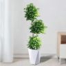 兄弟种植园云杉绿植抖音达人头像
