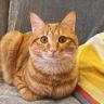 茅台是只猫🐱抖音达人头像