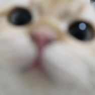 崽崽别闹抖音达人头像