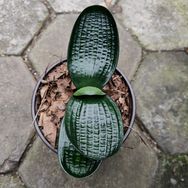 李美丽君子兰抖音号头像